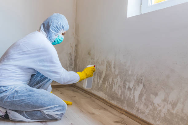 Licensed Attic Mold Removal service in North Richland Hills, TX - WQB Mold Removal