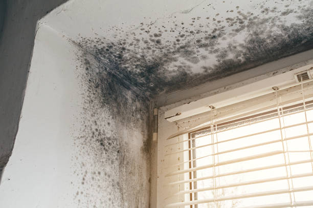 Affordable Attic Mold Removal solutions in North Richland Hills, TX