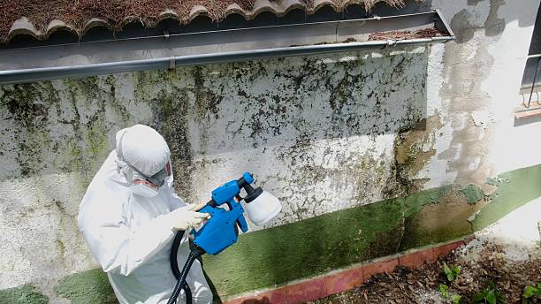 Top rated local Attic Mold Removal specialists in North Richland Hills, TX